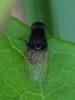 Minettia longipennis